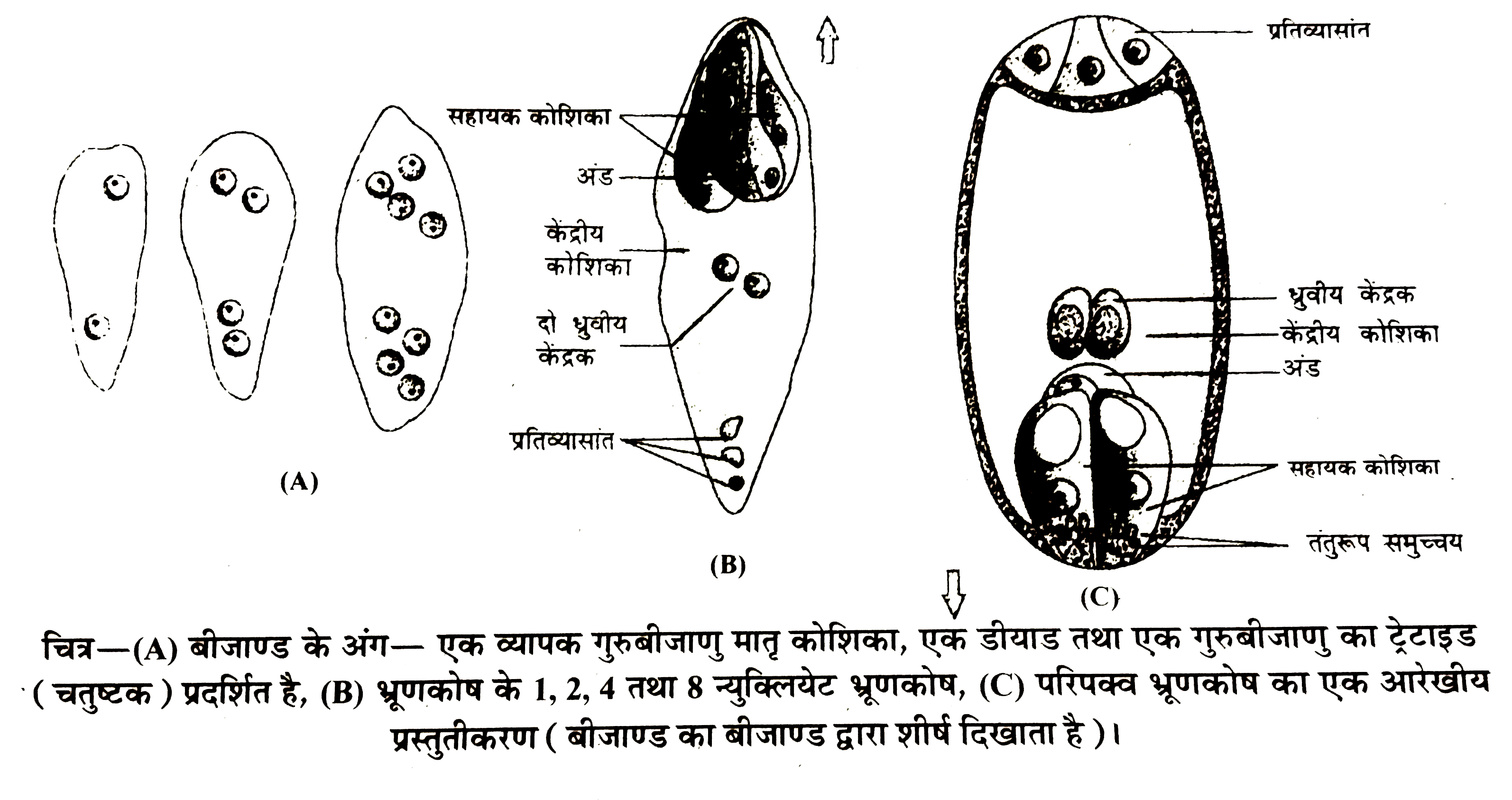 एक स्पष्ट एवं साफ सुथरे चित्र वेफ द्वारा परिपक्व मादा युग्मकोद्भिद वेफ 7-कोशीय, 8-न्युकिलयेट ;वेंफद्रकद्ध प्रकृति की व्याख्या करें।